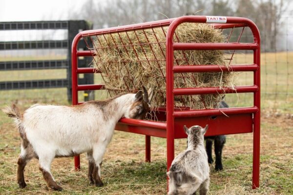 Small Animal Feeder - Image 2