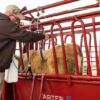 CattleMaster Series 3 Squeeze Chute with Automatic Head Gate - Image 3