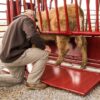 CattleMaster Series 3 Squeeze Chute with Automatic Head Gate - Image 4