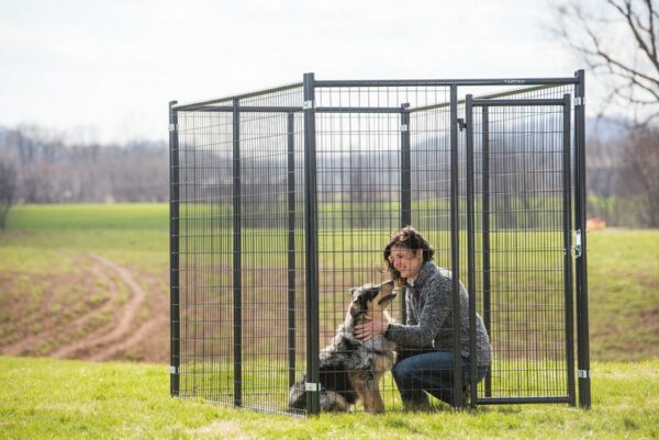 Blue Champion Kennel - Image 2