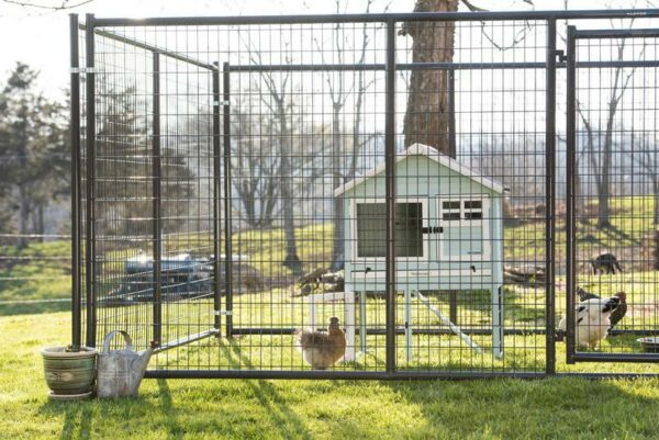 Elite Kennel - Image 5