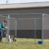 Galvanized Chain Link Kennel - Image 2