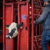CattleMaster Series 6 w/auto Headgate - Image 3