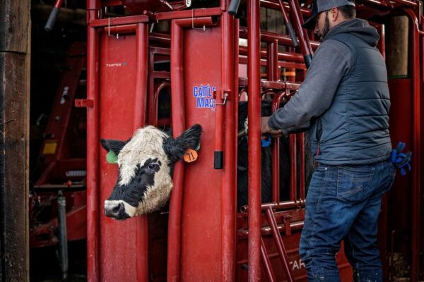 CattleMaster Series 6 w/auto Headgate - Image 3