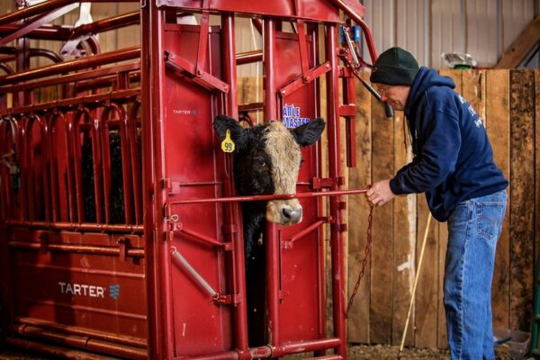 CattleMaster Series 6 Squeeze Chute w/Manual Headgate - Image 4