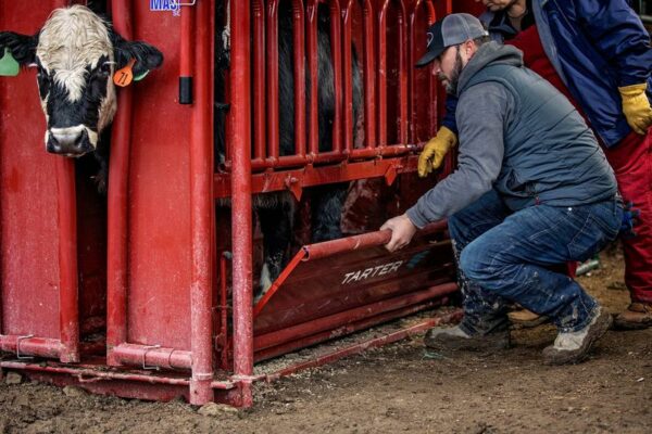 CattleMaster Series 6 w/auto Headgate - Image 2