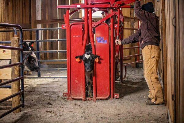 CattleMaster Series 3 Chute w/Manual Headgate - Image 6