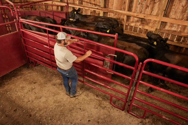 180° CattleMaster Sheeted Sweep System - Image 3