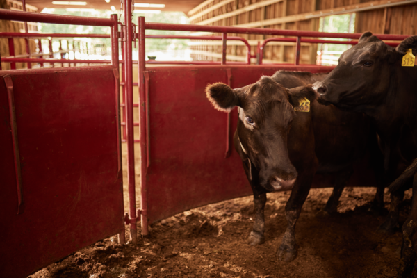 180° CattleMaster Sheeted Sweep System - Image 2