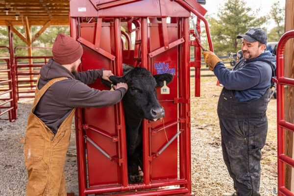 CattleMaster Series 6 Squeeze Chute w/Manual Headgate - Image 2