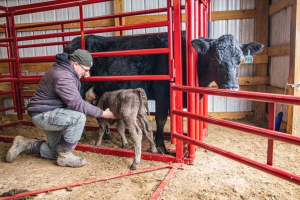 CattleMaster Maternity Pen - Image 3