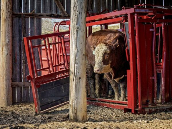 CattleMaster Series 9 Squeeze Chute - Image 3