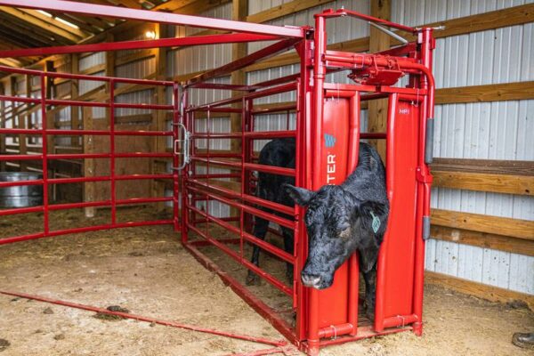 CattleMaster Maternity Pen - Image 4