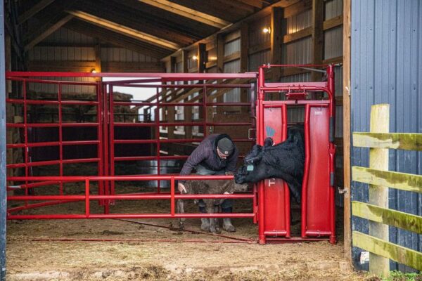 CattleMaster Maternity Pen - Image 6