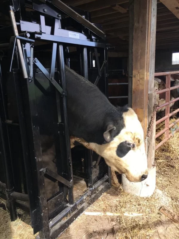 Herd Pro Manual Head Gate - Image 3