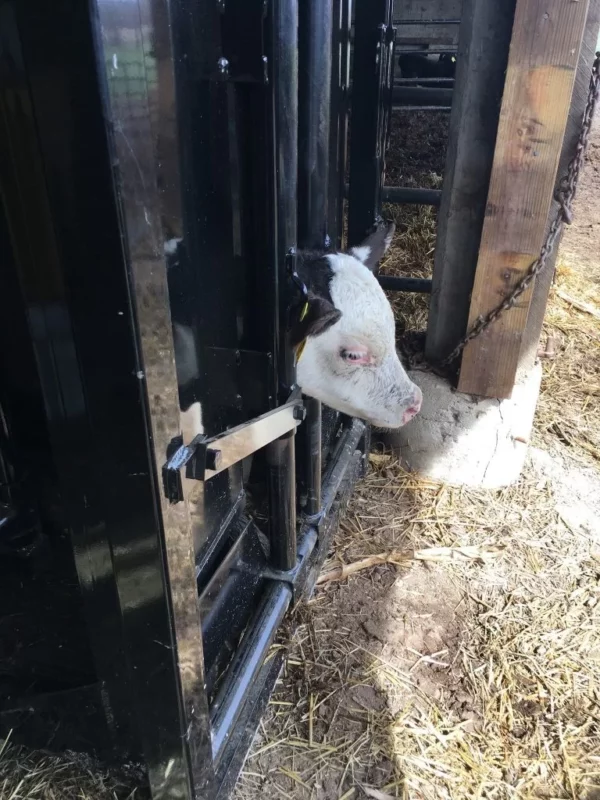 Herd Pro Manual Head Gate - Image 2